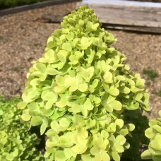 Гортензія волотиста Мохіто | Hydrangea paniculata Mojito | Гортензия метельчатая Мохито