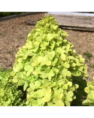 Гортензія волотиста Мохіто | Hydrangea paniculata Mojito | Гортензия метельчатая Мохито