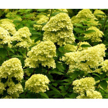 Гортензія волотиста Мохіто | Hydrangea paniculata Mojito | Гортензия метельчатая Мохито