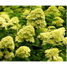 Гортензія волотиста Мохіто | Hydrangea paniculata Mojito | Гортензия метельчатая Мохито