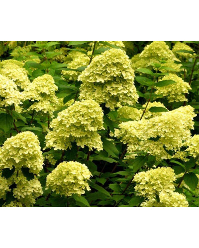 Гортензія волотиста Мохіто | Hydrangea paniculata Mojito | Гортензия метельчатая Мохито