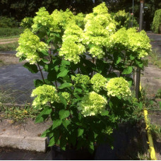 Гортензія волотиста Мохіто | Hydrangea paniculata Mojito | Гортензия метельчатая Мохито