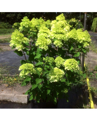Гортензія волотиста Мохіто | Hydrangea paniculata Mojito | Гортензия метельчатая Мохито