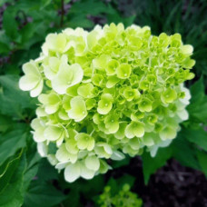 Гортензія волотиста Мохіто | Hydrangea paniculata Mojito | Гортензия метельчатая Мохито