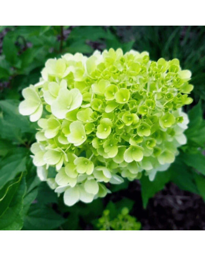 Гортензія волотиста Мохіто | Hydrangea paniculata Mojito | Гортензия метельчатая Мохито