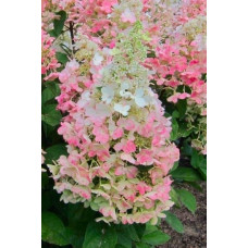 Гортензія волотиста Канделайт | Hydrangea paniculata Candlelight | Гортензия метельчатая Канделайт