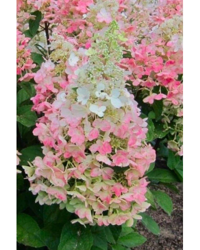 Гортензія волотиста Канделайт | Hydrangea paniculata Candlelight | Гортензия метельчатая Канделайт