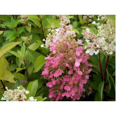 Гортензія волотиста Канделайт | Hydrangea paniculata Candlelight | Гортензия метельчатая Канделайт