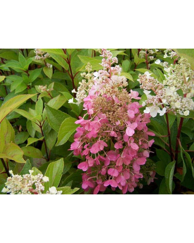 Гортензія волотиста Канделайт | Hydrangea paniculata Candlelight | Гортензия метельчатая Канделайт