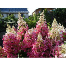 Гортензія волотиста Канделайт | Hydrangea paniculata Candlelight | Гортензия метельчатая Канделайт