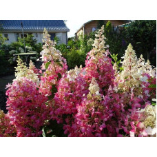 Гортензія волотиста Канделайт | Hydrangea paniculata Candlelight | Гортензия метельчатая Канделайт