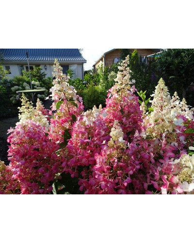 Гортензія волотиста Канделайт | Hydrangea paniculata Candlelight | Гортензия метельчатая Канделайт