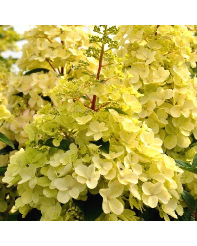 Гортензія волотиста Канделайт | Hydrangea paniculata Candlelight | Гортензия метельчатая Канделайт