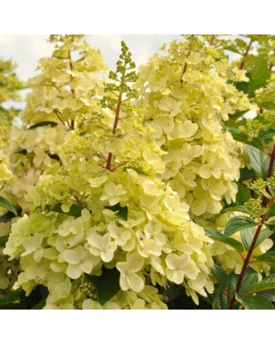 Гортензія волотиста Канделайт | Hydrangea paniculata Candlelight | Гортензия метельчатая Канделайт