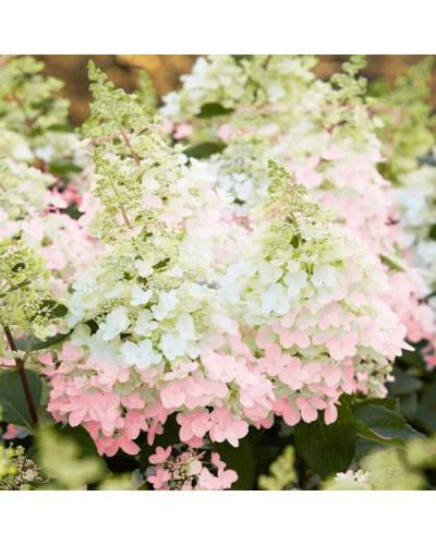 Гортензія волотиста Канделайт | Hydrangea paniculata Candlelight | Гортензия метельчатая Канделайт