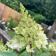 Гортензія волотиста Канделайт | Hydrangea paniculata Candlelight | Гортензия метельчатая Канделайт