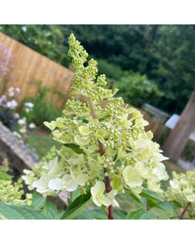 Гортензія волотиста Канделайт | Hydrangea paniculata Candlelight | Гортензия метельчатая Канделайт