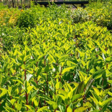 Гортензія волотиста Канделайт | Hydrangea paniculata Candlelight | Гортензия метельчатая Канделайт