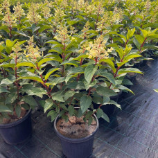 Гортензія волотиста Канделайт | Hydrangea paniculata Candlelight | Гортензия метельчатая Канделайт