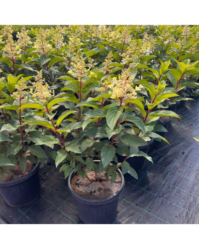 Гортензія волотиста Канделайт | Hydrangea paniculata Candlelight | Гортензия метельчатая Канделайт