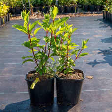 Гортензія волотиста Канделайт | Hydrangea paniculata Candlelight | Гортензия метельчатая Канделайт