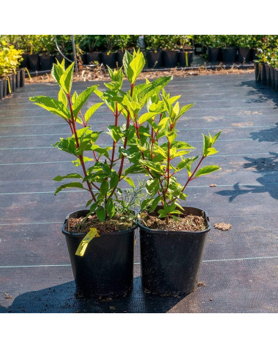 Гортензія волотиста Канделайт | Hydrangea paniculata Candlelight | Гортензия метельчатая Канделайт