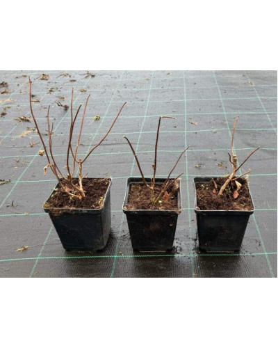 Гортензія волотиста Канделайт | Hydrangea paniculata Candlelight | Гортензия метельчатая Канделайт