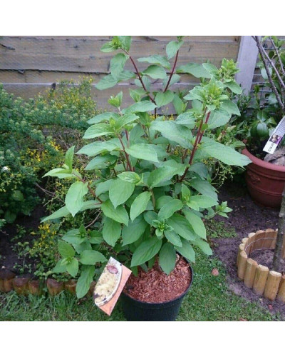 Гортензія волотиста Канделайт | Hydrangea paniculata Candlelight | Гортензия метельчатая Канделайт