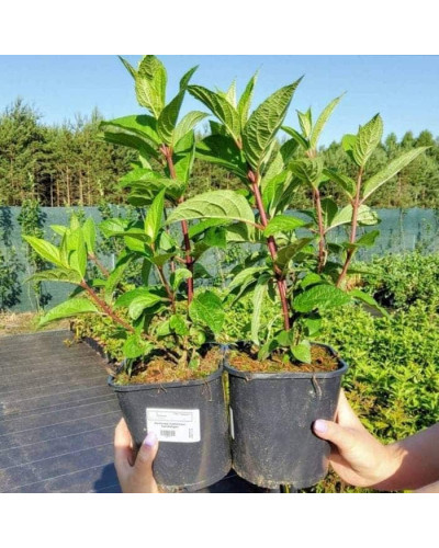Гортензія волотиста Канделайт | Hydrangea paniculata Candlelight | Гортензия метельчатая Канделайт
