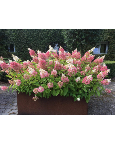 Гортензія волотиста Канделайт | Hydrangea paniculata Candlelight | Гортензия метельчатая Канделайт