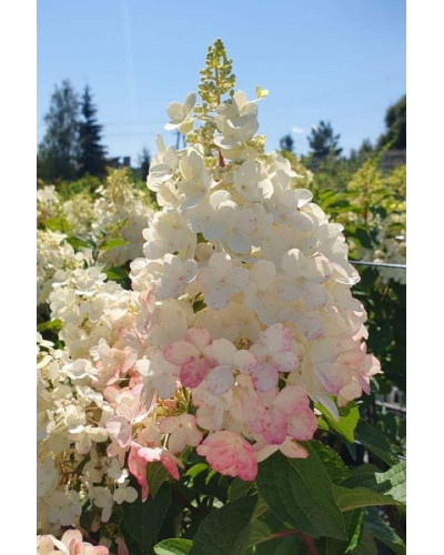 Гортензія волотиста Канделайт | Hydrangea paniculata Candlelight | Гортензия метельчатая Канделайт