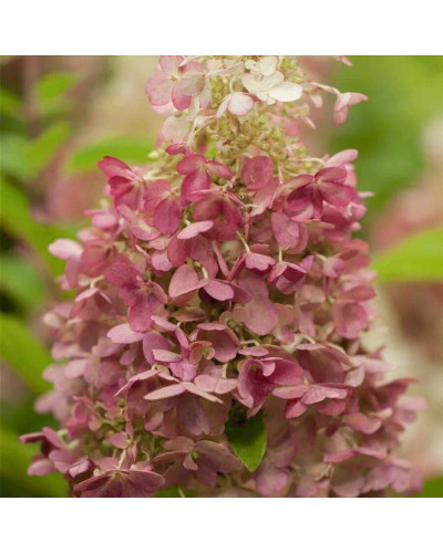 Гортензія волотиста Канделайт | Hydrangea paniculata Candlelight | Гортензия метельчатая Канделайт