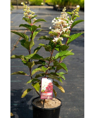 Гортензія волотиста Канделайт | Hydrangea paniculata Candlelight | Гортензия метельчатая Канделайт