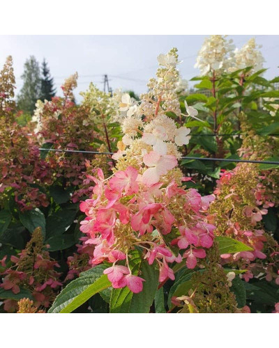 Гортензія волотиста Канделайт | Hydrangea paniculata Candlelight | Гортензия метельчатая Канделайт
