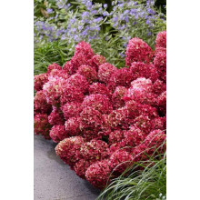 Гортензія волотиста `Петіт Чері` | Hydrangea paniculata `Petit Cherry` | Гортензия метельчатая `Петит Чери`