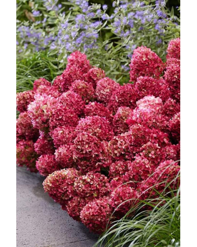 Гортензія волотиста `Петіт Чері` | Hydrangea paniculata `Petit Cherry` | Гортензия метельчатая `Петит Чери`