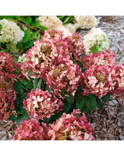 Гортензія волотиста `Петіт Чері` | Hydrangea paniculata `Petit Cherry` | Гортензия метельчатая `Петит Чери`