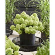 Гортензія волотиста `Петіт Чері` | Hydrangea paniculata `Petit Cherry` | Гортензия метельчатая `Петит Чери`
