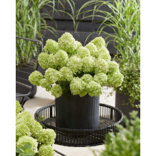 Гортензія волотиста `Петіт Чері` | Hydrangea paniculata `Petit Cherry` | Гортензия метельчатая `Петит Чери`