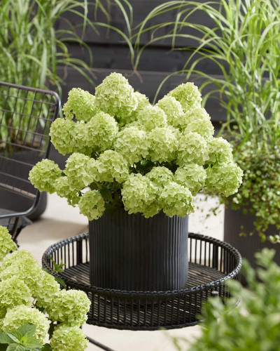 Гортензія волотиста `Петіт Чері` | Hydrangea paniculata `Petit Cherry` | Гортензия метельчатая `Петит Чери`