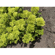 Гортензія волотиста `Петіт Чері` | Hydrangea paniculata `Petit Cherry` | Гортензия метельчатая `Петит Чери`