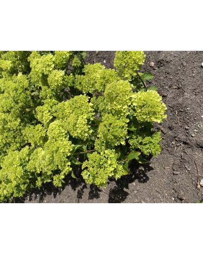 Гортензія волотиста `Петіт Чері` | Hydrangea paniculata `Petit Cherry` | Гортензия метельчатая `Петит Чери`