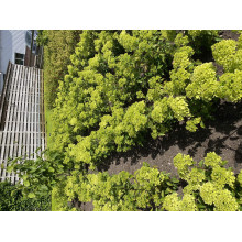 Гортензія волотиста `Петіт Чері` | Hydrangea paniculata `Petit Cherry` | Гортензия метельчатая `Петит Чери`