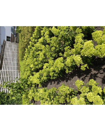 Гортензія волотиста `Петіт Чері` | Hydrangea paniculata `Petit Cherry` | Гортензия метельчатая `Петит Чери`