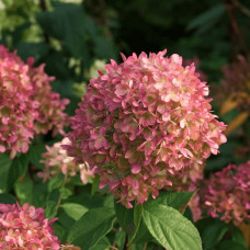 Гортензія волотиста `Петіт Чері` | Hydrangea paniculata `Petit Cherry` | Гортензия метельчатая `Петит Чери`