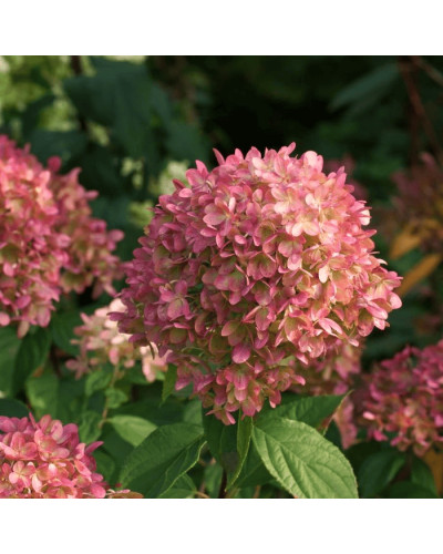 Гортензія волотиста `Петіт Чері` | Hydrangea paniculata `Petit Cherry` | Гортензия метельчатая `Петит Чери`