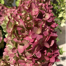 Гортензія волотиста `Петіт Чері` | Hydrangea paniculata `Petit Cherry` | Гортензия метельчатая `Петит Чери`
