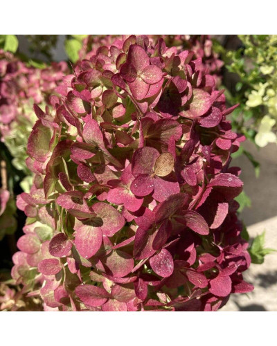 Гортензія волотиста `Петіт Чері` | Hydrangea paniculata `Petit Cherry` | Гортензия метельчатая `Петит Чери`