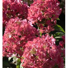 Гортензія волотиста `Петіт Чері` | Hydrangea paniculata `Petit Cherry` | Гортензия метельчатая `Петит Чери`