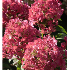 Гортензія волотиста `Петіт Чері` | Hydrangea paniculata `Petit Cherry` | Гортензия метельчатая `Петит Чери`